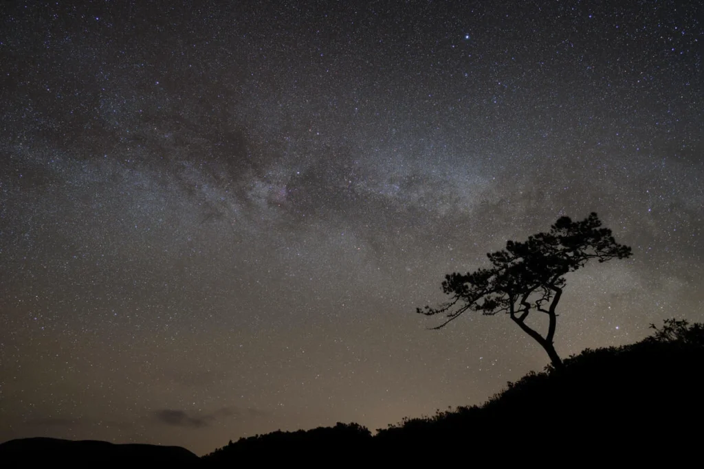 Starry night sky over Mayo with a silhouetted tree, perfect for Dark Sky Festival viewing.
