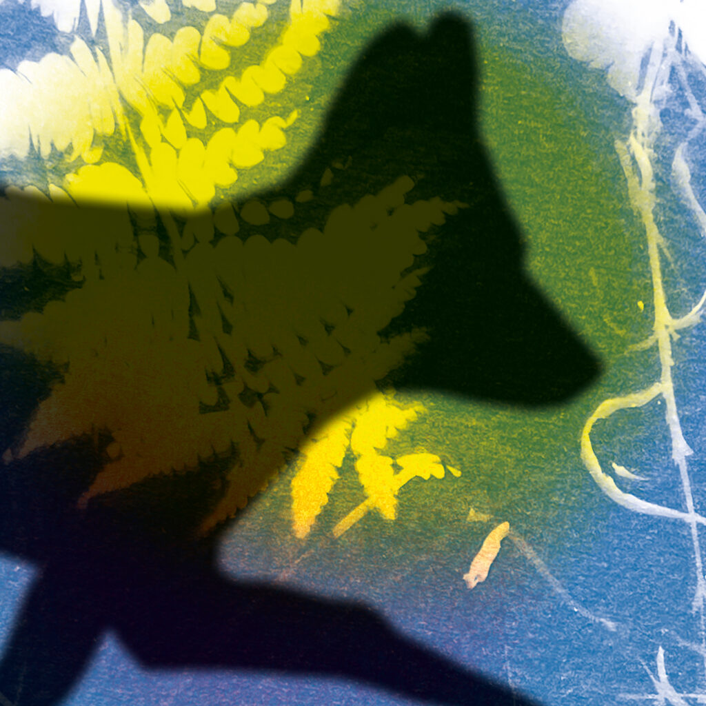 artwork of fox