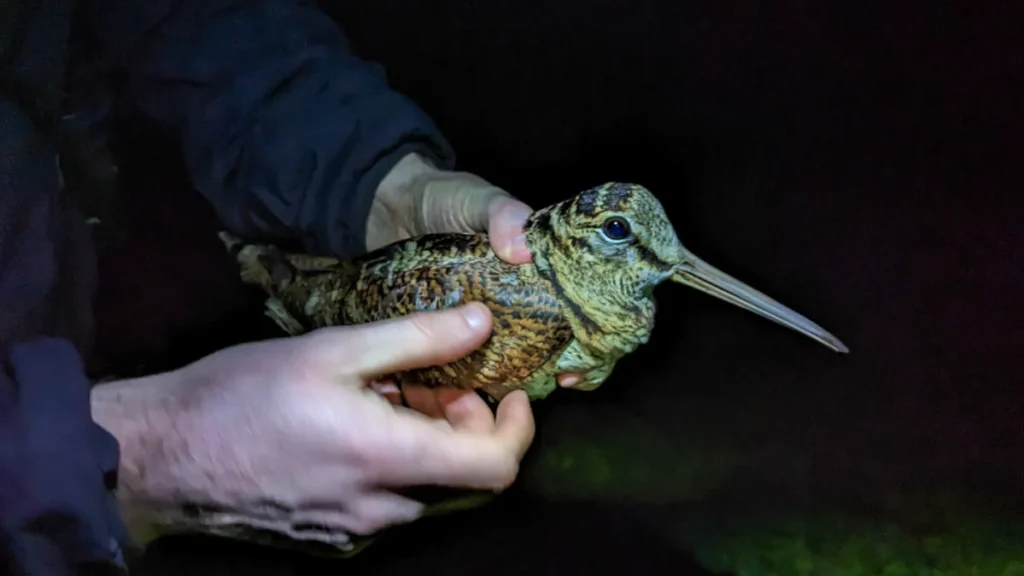 Man holding woodcock bird at night