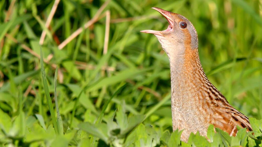 corncrake calling